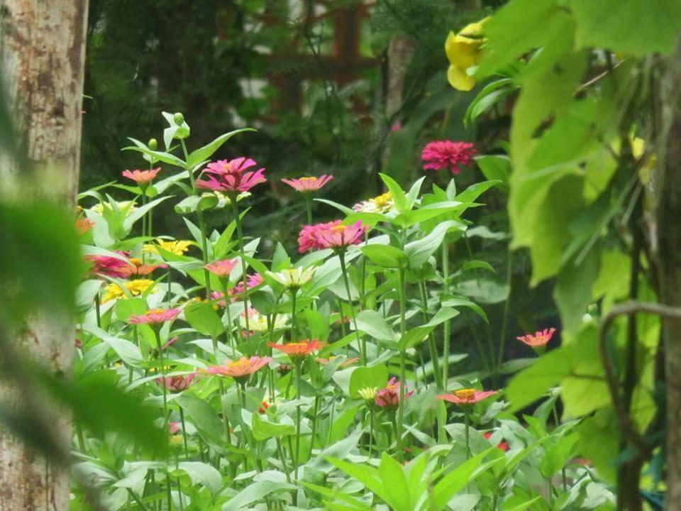 Bach Cuc Homestay Long Hải Exteriér fotografie